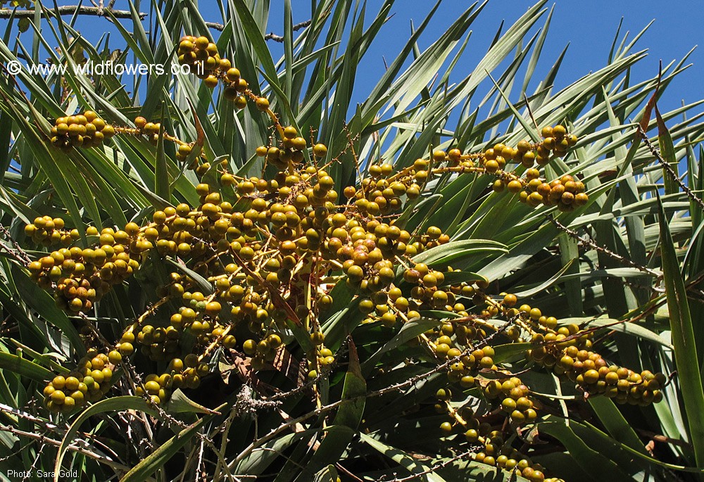 Dracaena draco