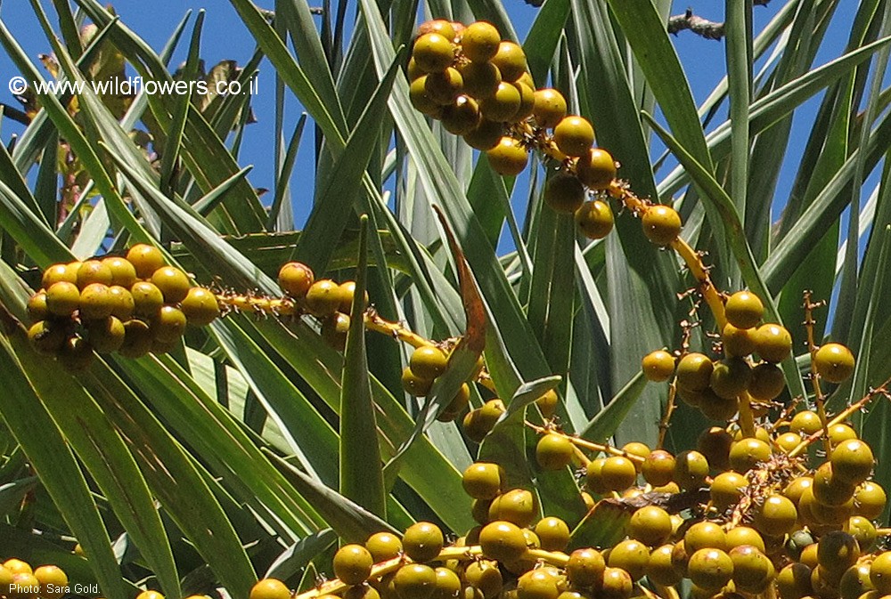 Dracaena draco