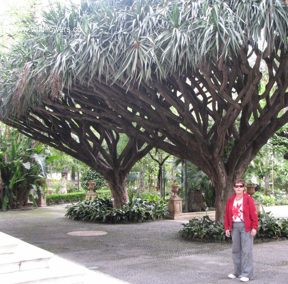 Dracaena draco