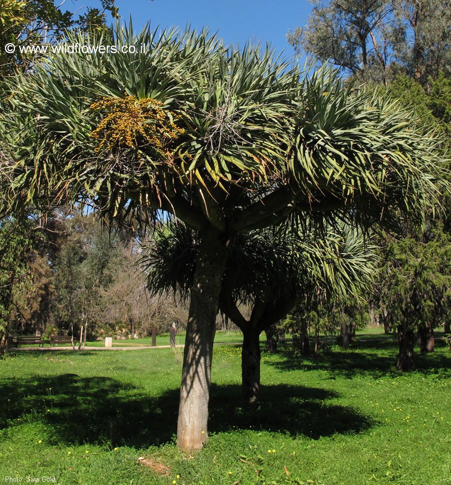 Dracaena draco