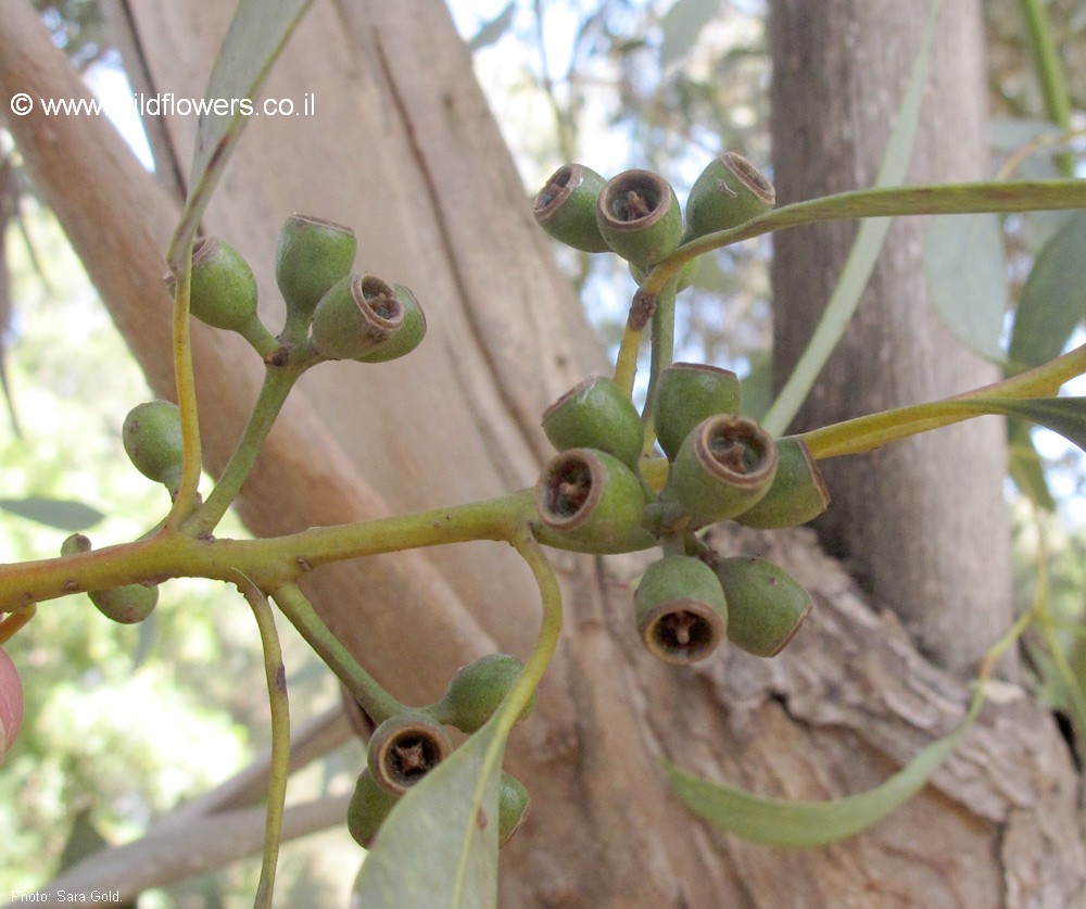 Eucalyptus dumosa