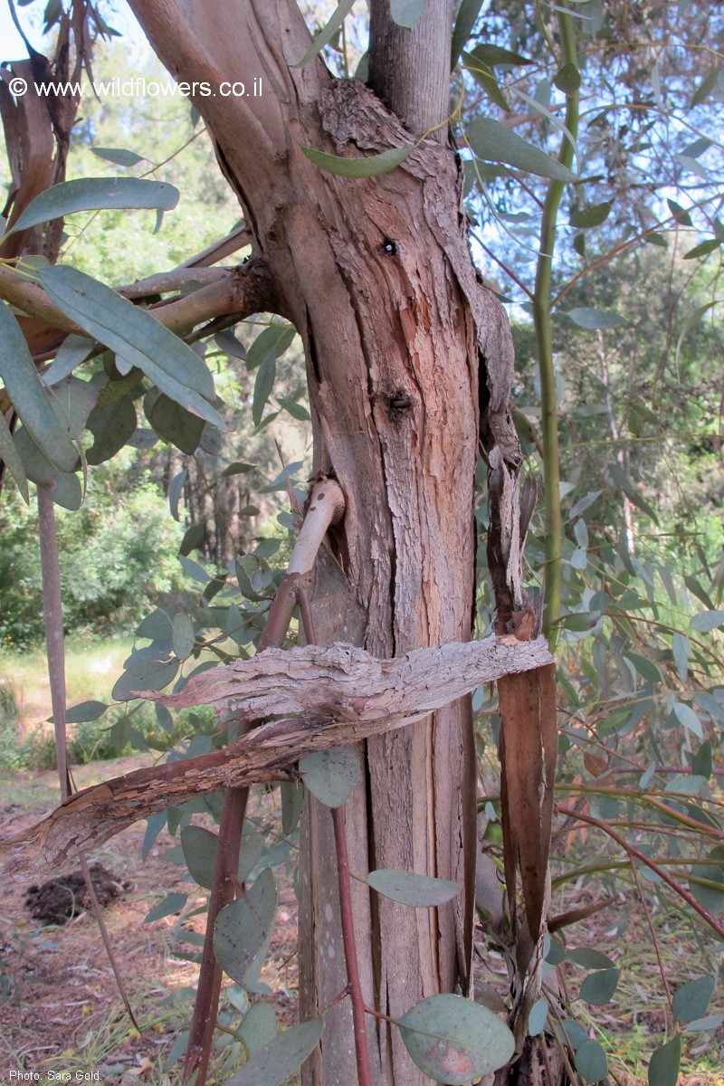 Eucalyptus dumosa
