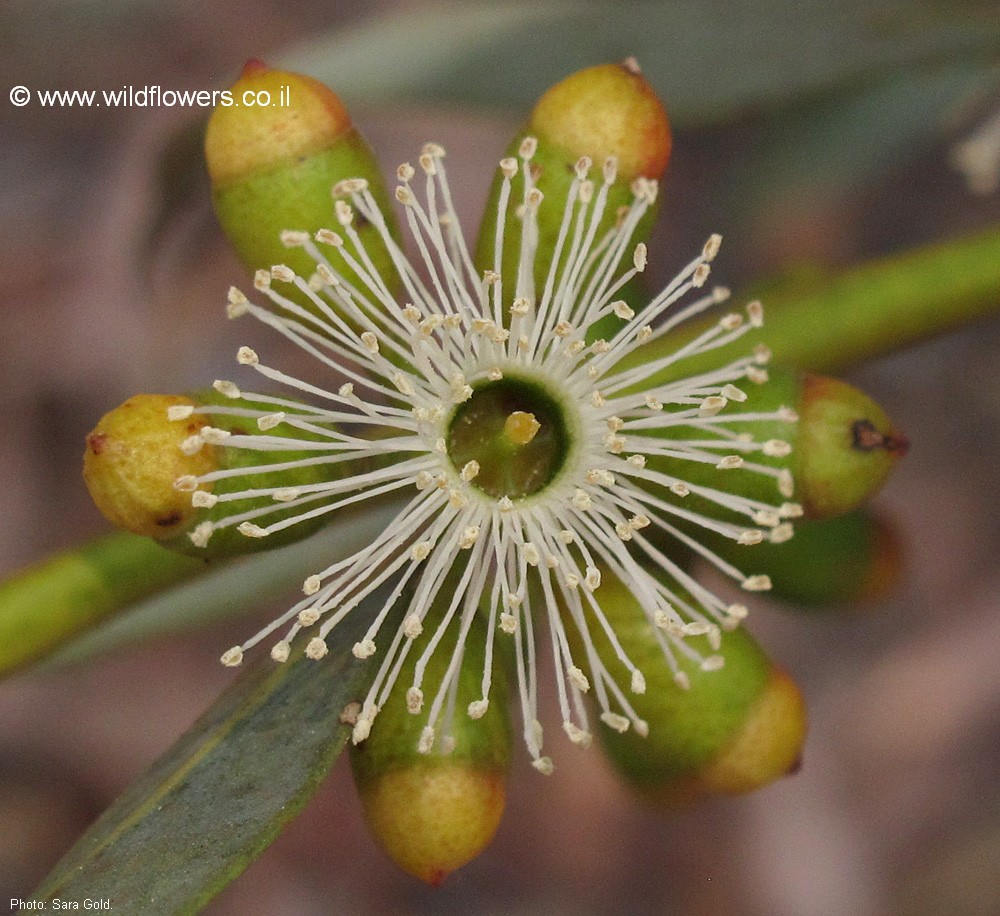 Eucalyptus dumosa
