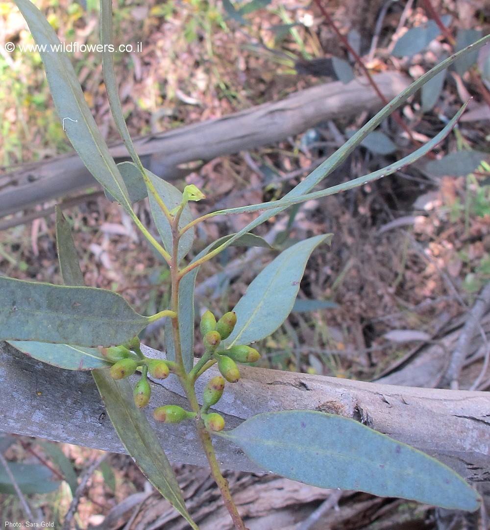 Eucalyptus dumosa