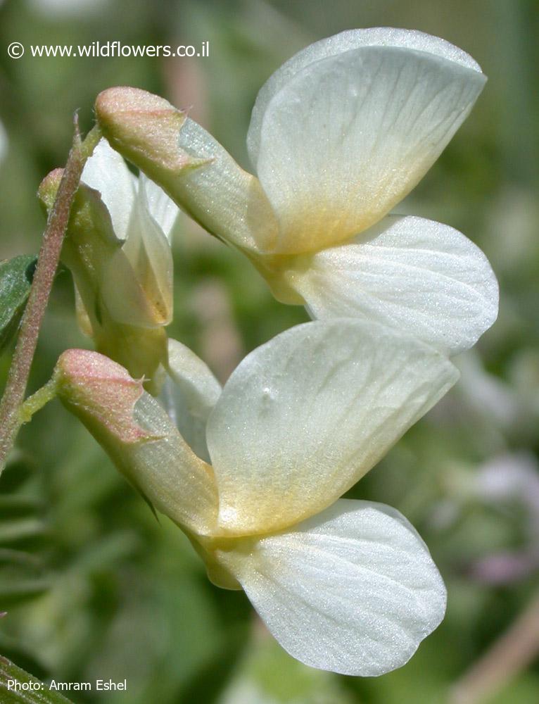 Vicia galeata