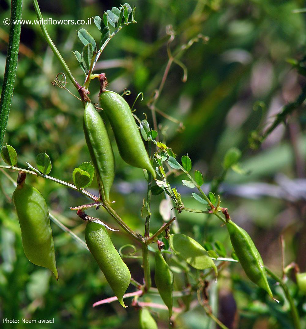 Vicia galeata