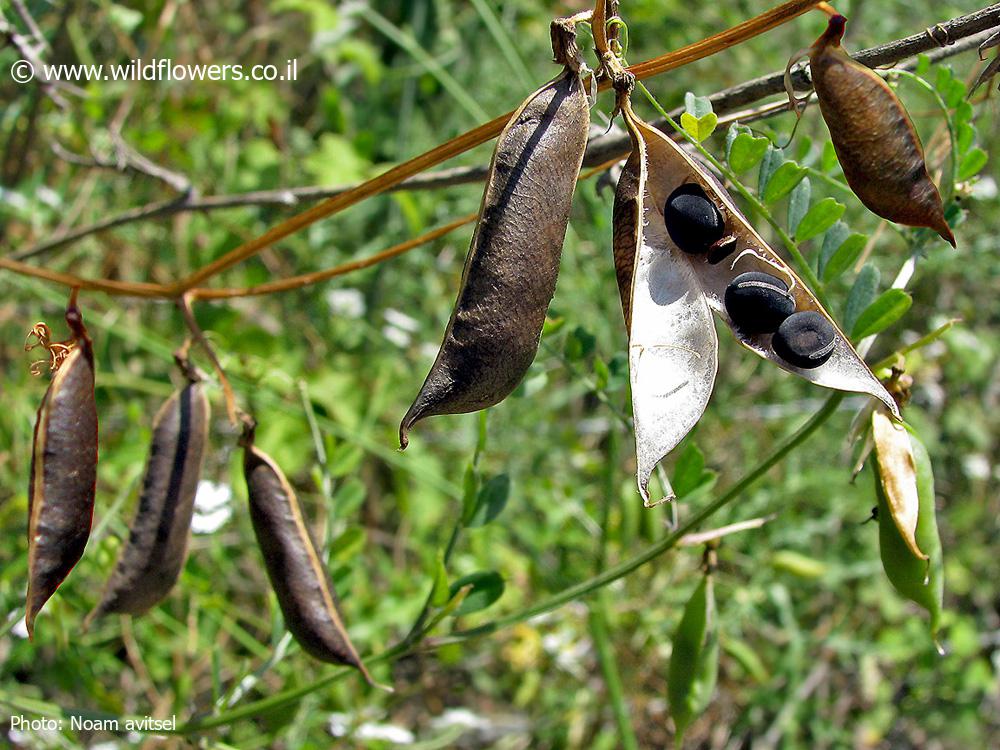 Vicia galeata