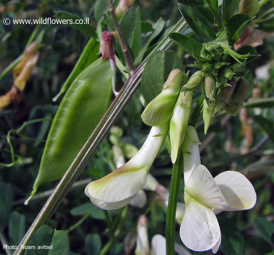 Vicia galeata