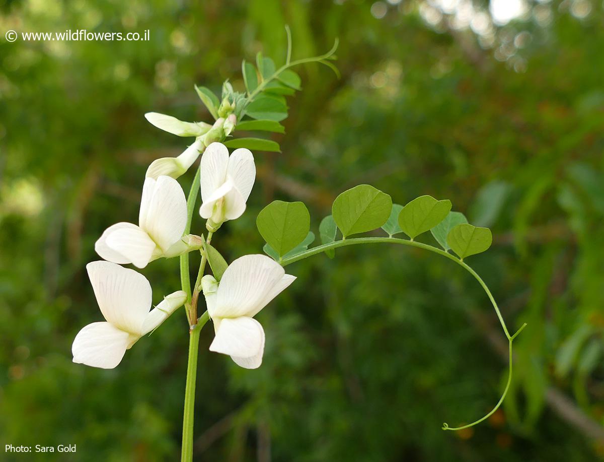 Vicia galeata