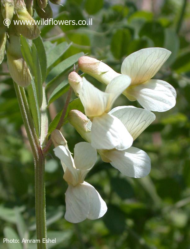 Vicia galeata