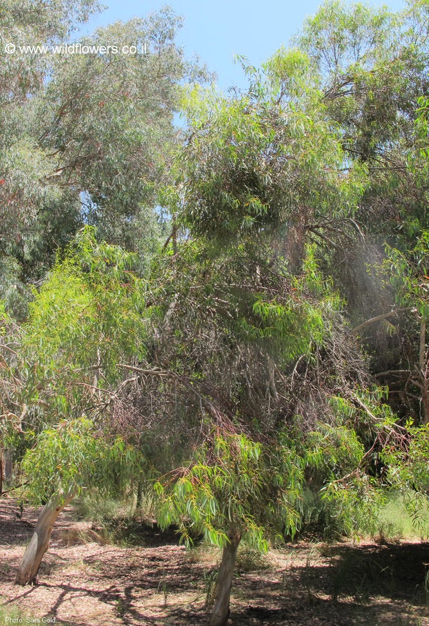 Eucalyptus leucoxylon subsp. megalocarpa