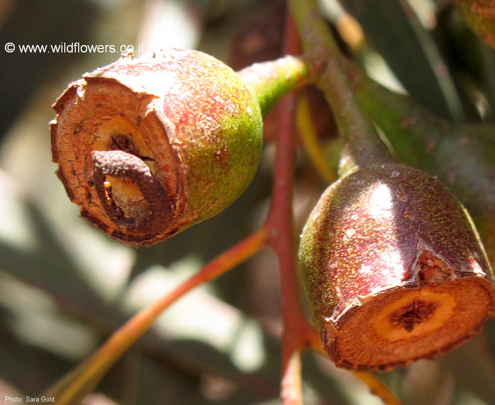 Eucalyptus leucoxylon subsp. megalocarpa