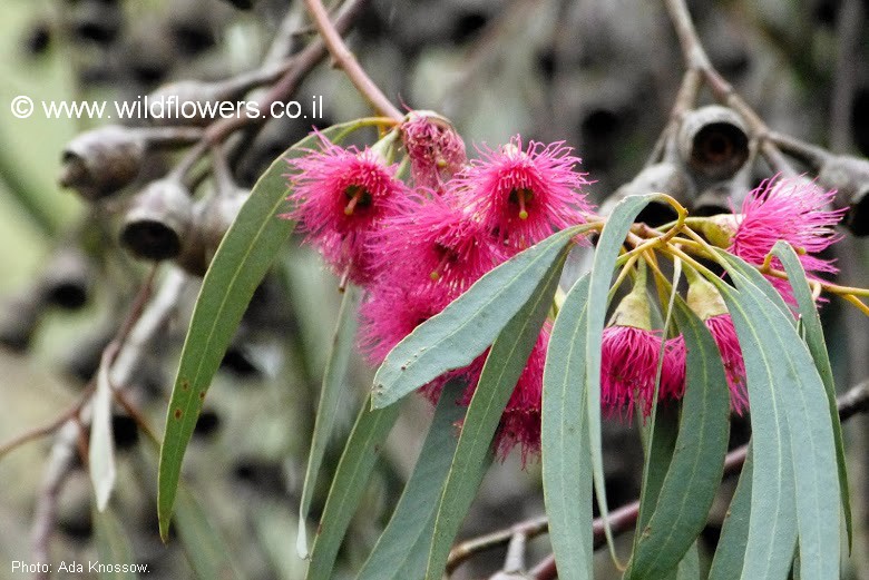 Eucalyptus leucoxylon subsp. megalocarpa