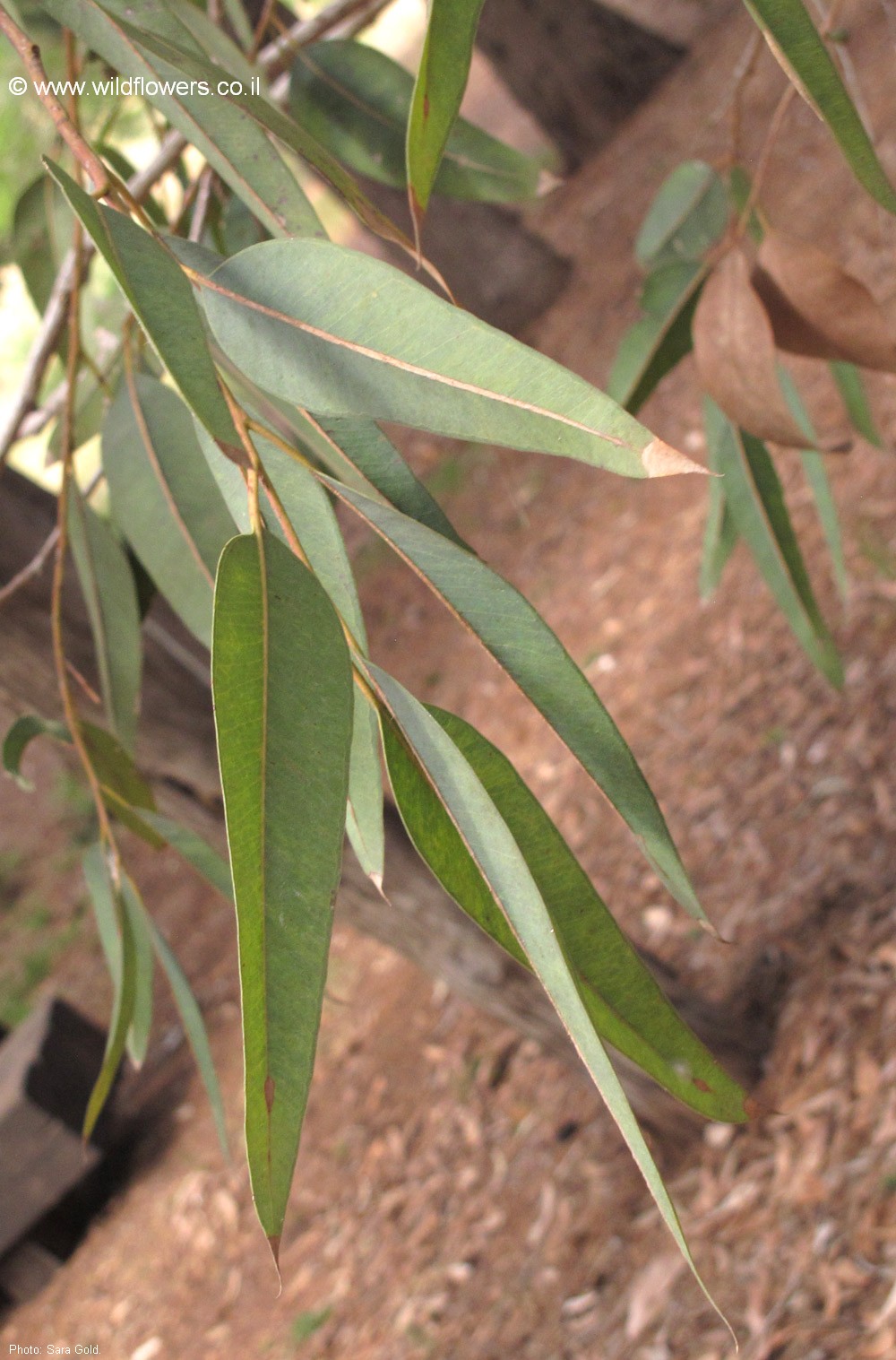 Eucalyptus pilularis