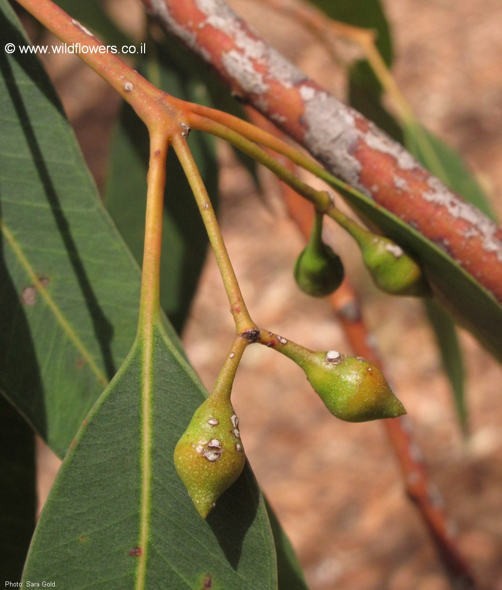 Eucalyptus pilularis