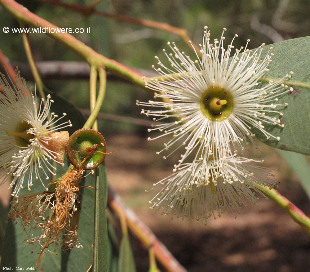 Eucalyptus pilularis