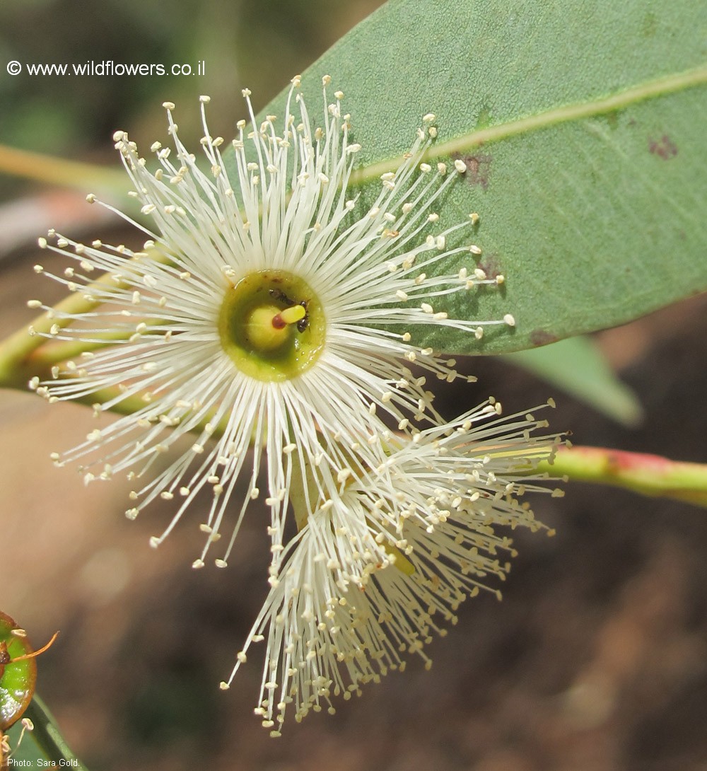 Eucalyptus pilularis
