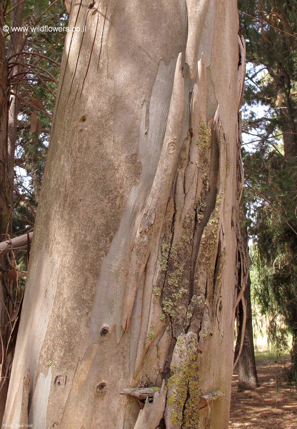 Eucalyptus pilularis