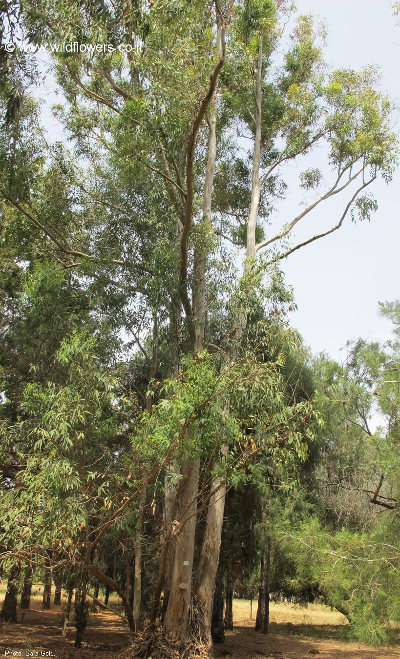 Eucalyptus pilularis