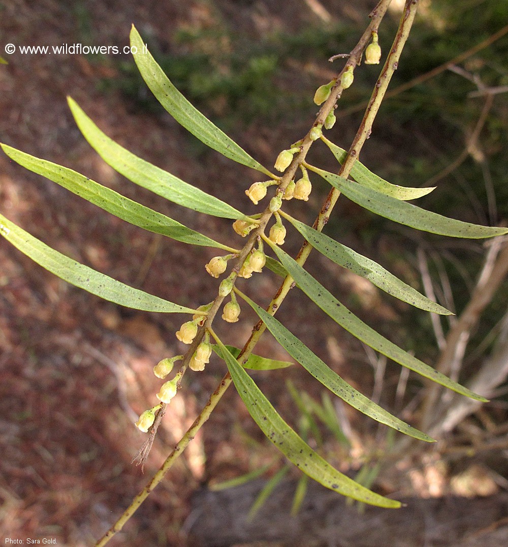 Euclea pseudebenus