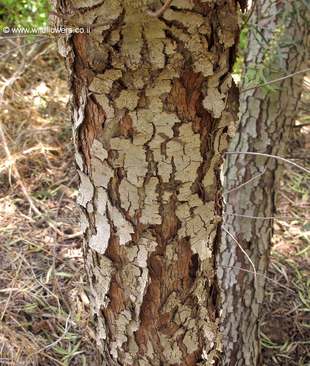 Euclea pseudebenus