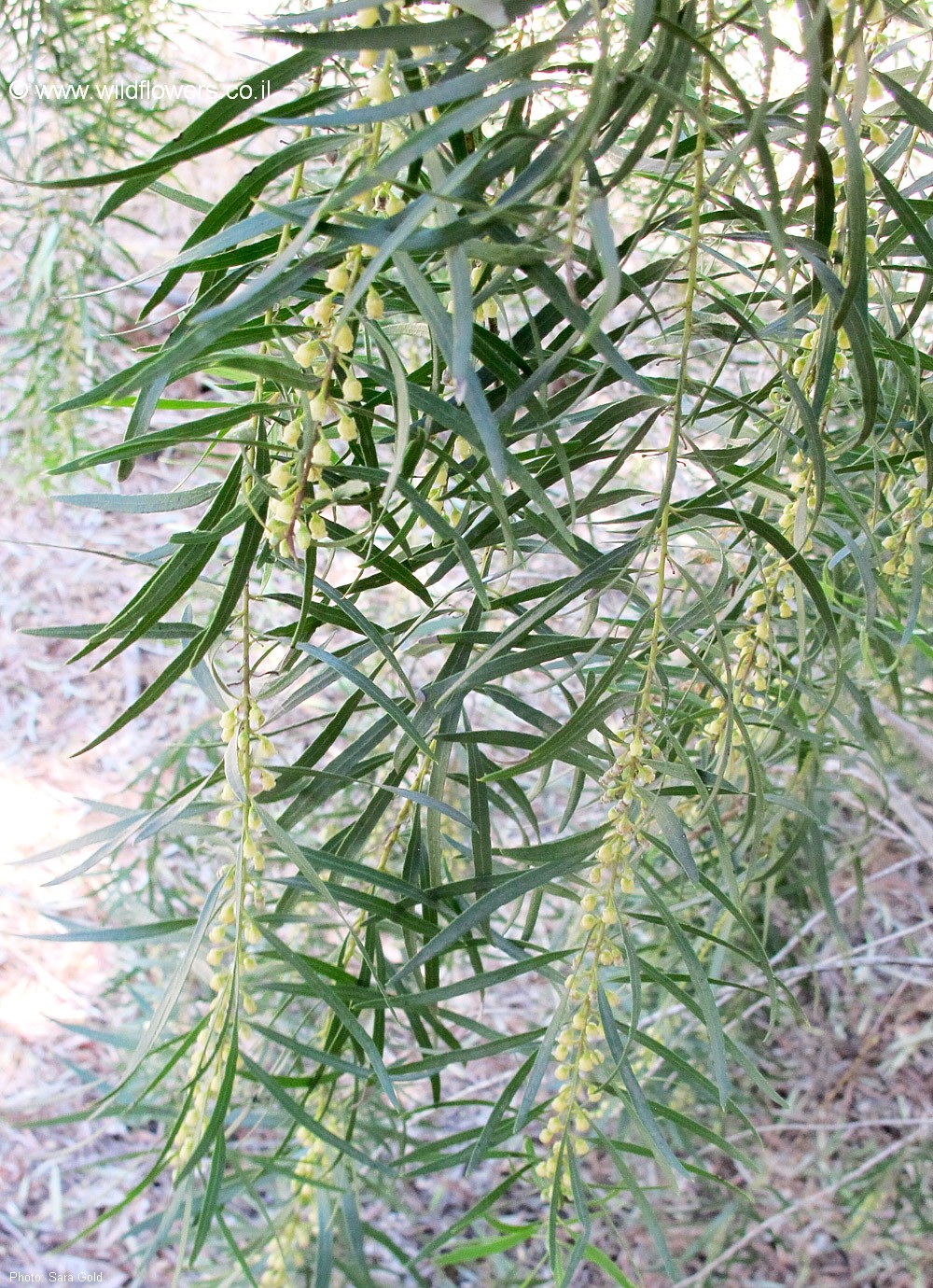 Euclea pseudebenus