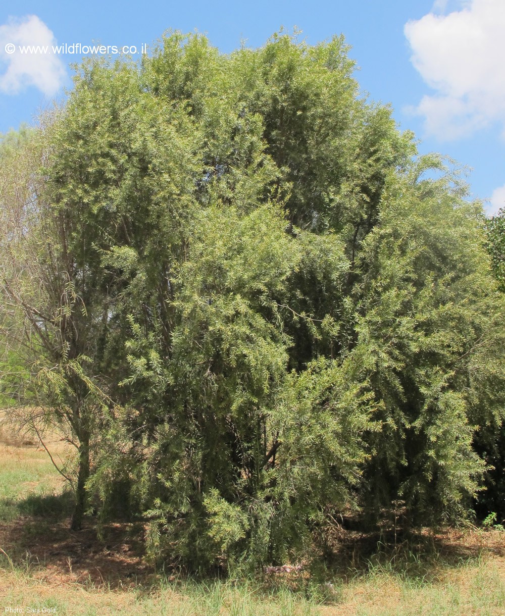 Euclea pseudebenus