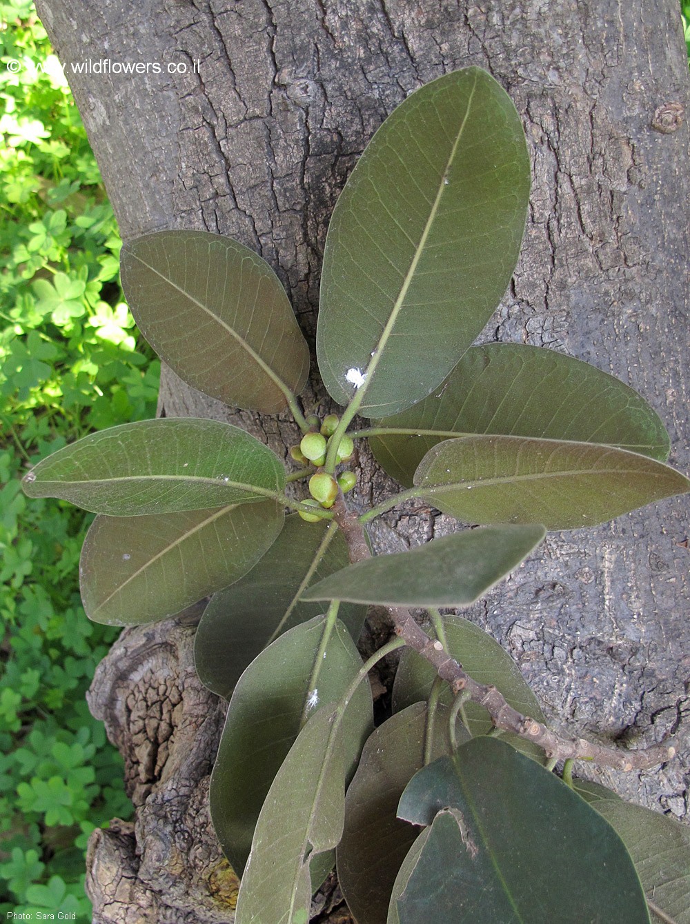 Ficus rubiginosa