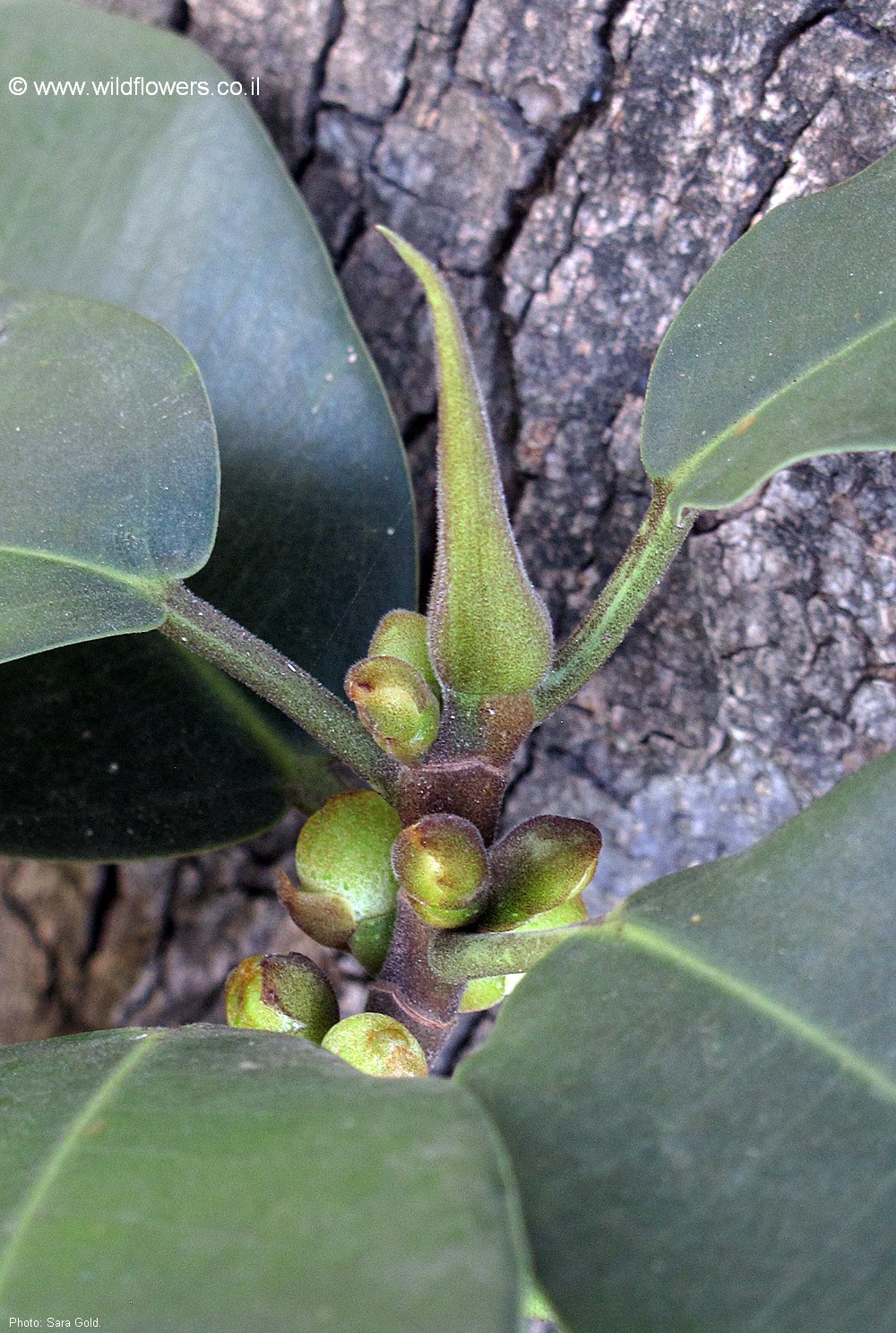 Ficus rubiginosa