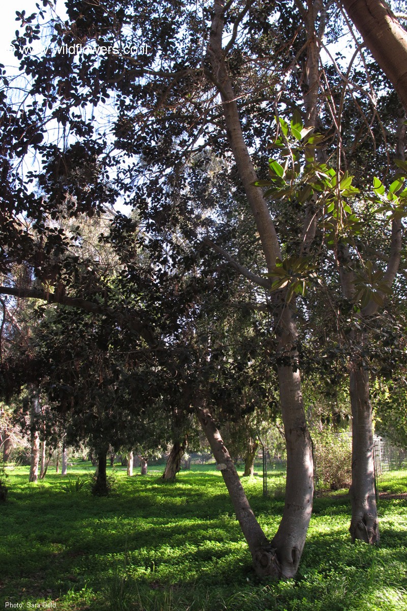 Ficus rubiginosa