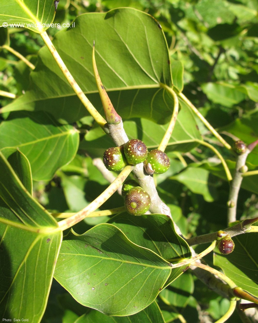 Ficus rumphii