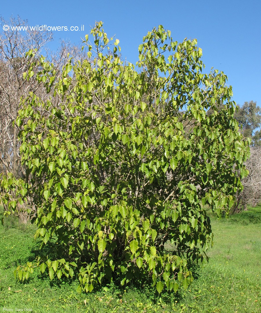 Ficus rumphii