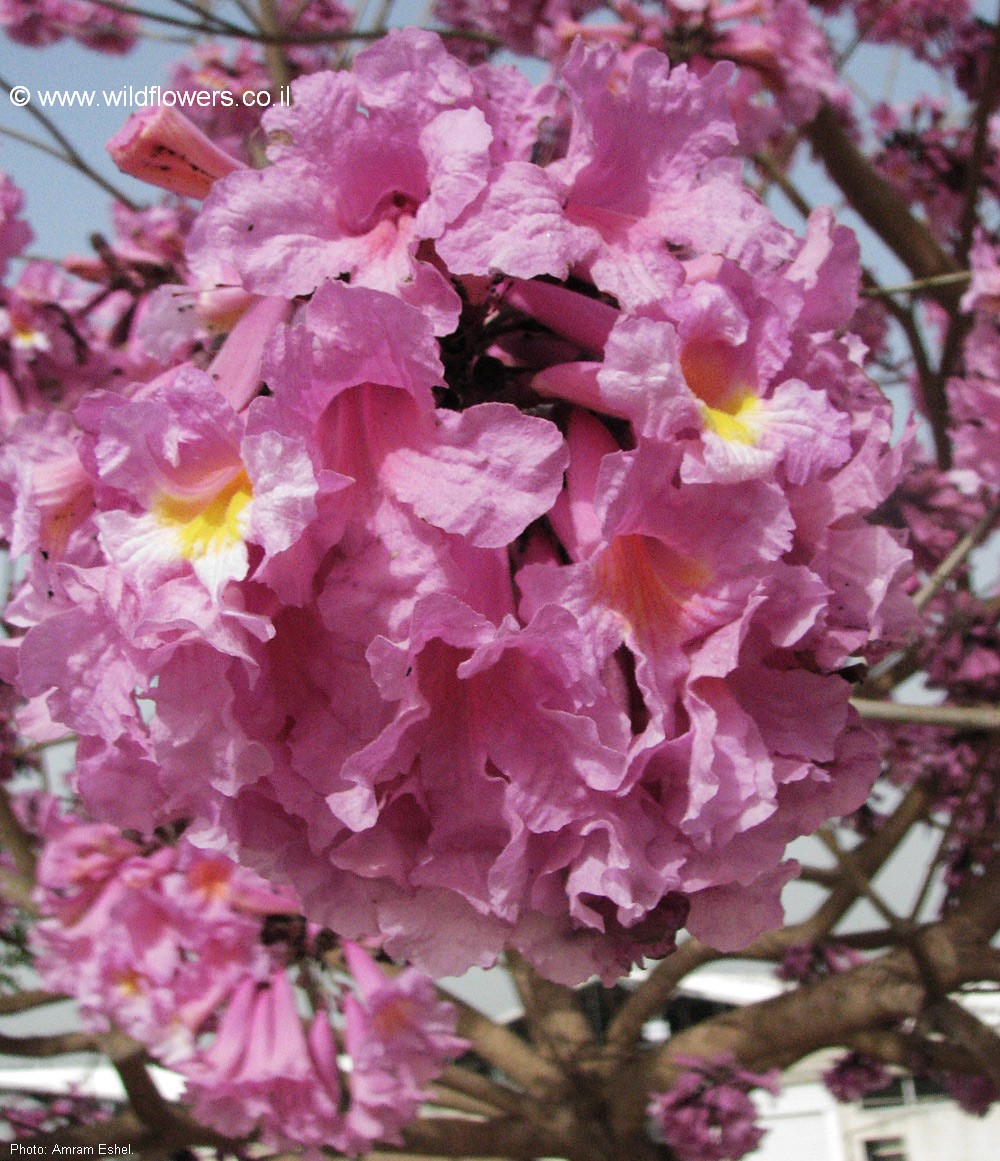 Tabebuia  impetiginosa