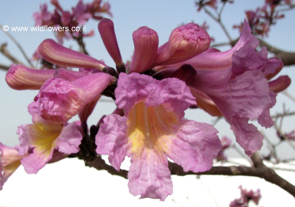 Tabebuia  impetiginosa