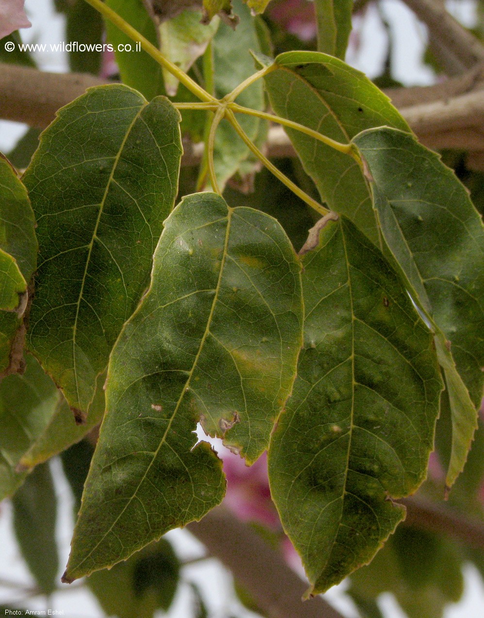 Tabebuia  impetiginosa