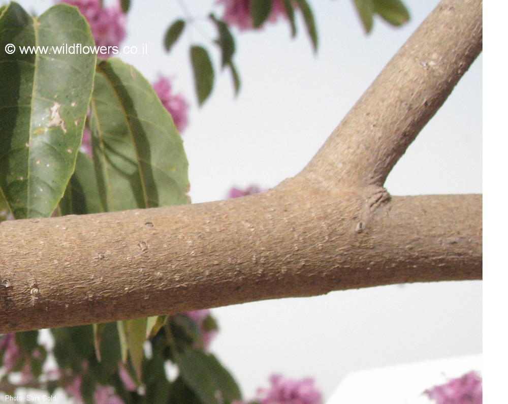 Tabebuia  impetiginosa