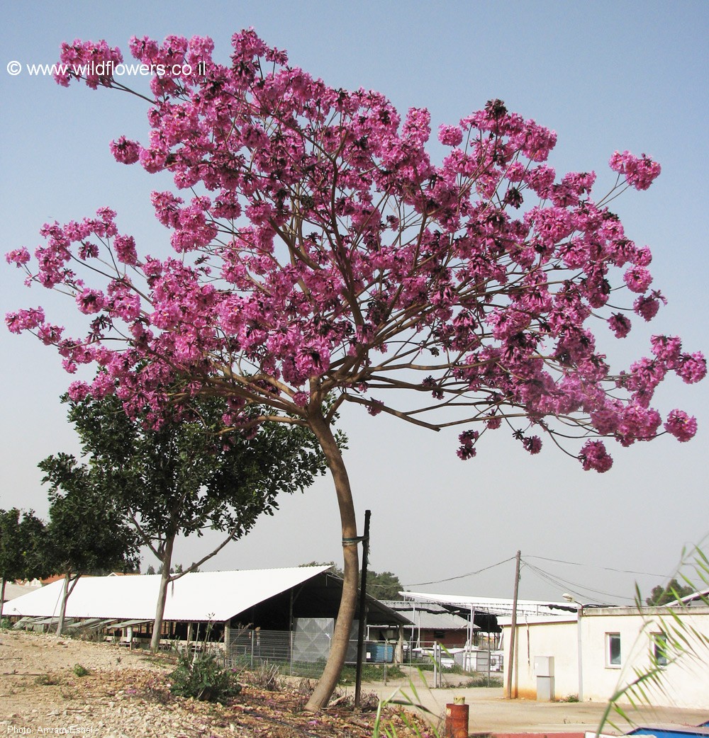 Tabebuia  impetiginosa