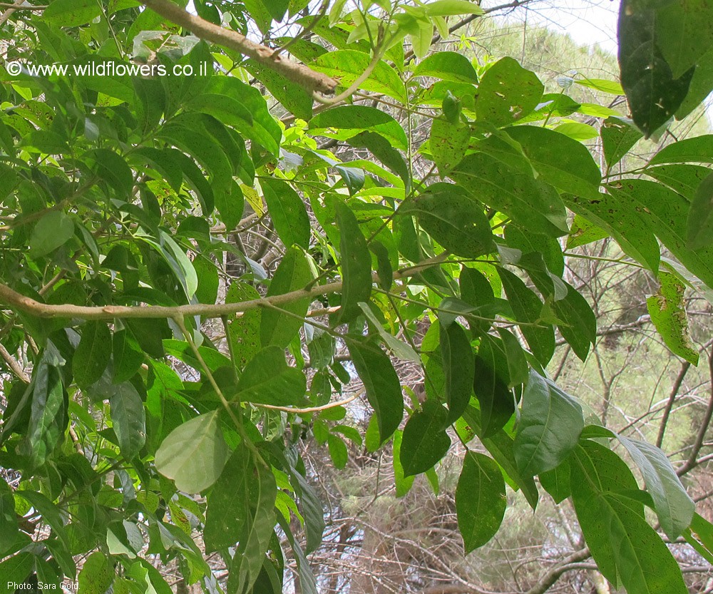 Harpullia arborea