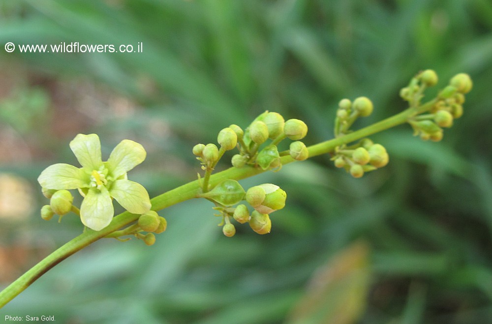 Harpullia arborea