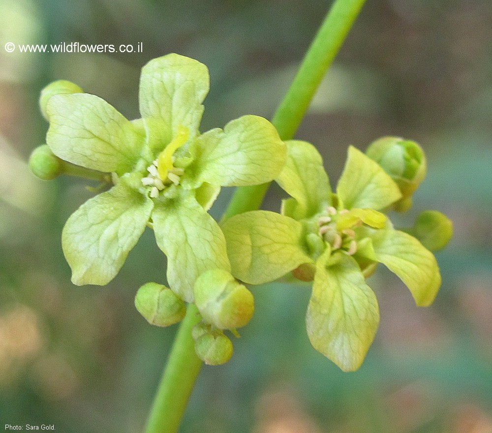 Harpullia arborea