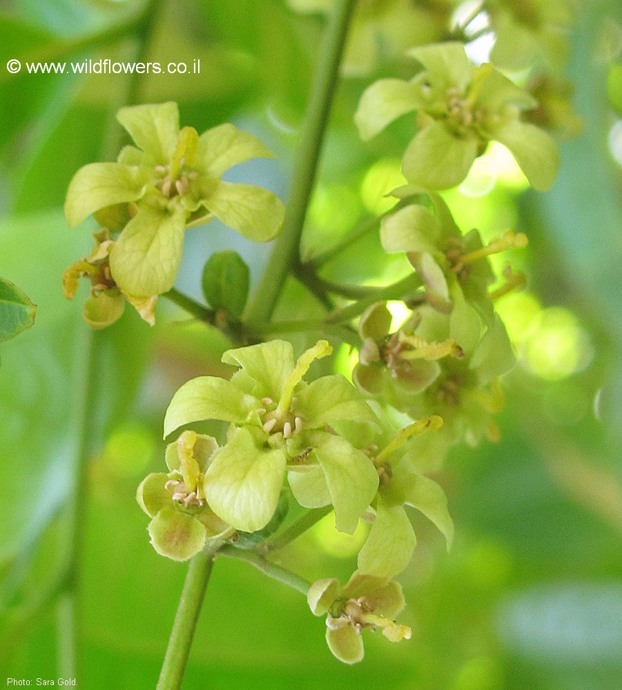 Harpullia arborea