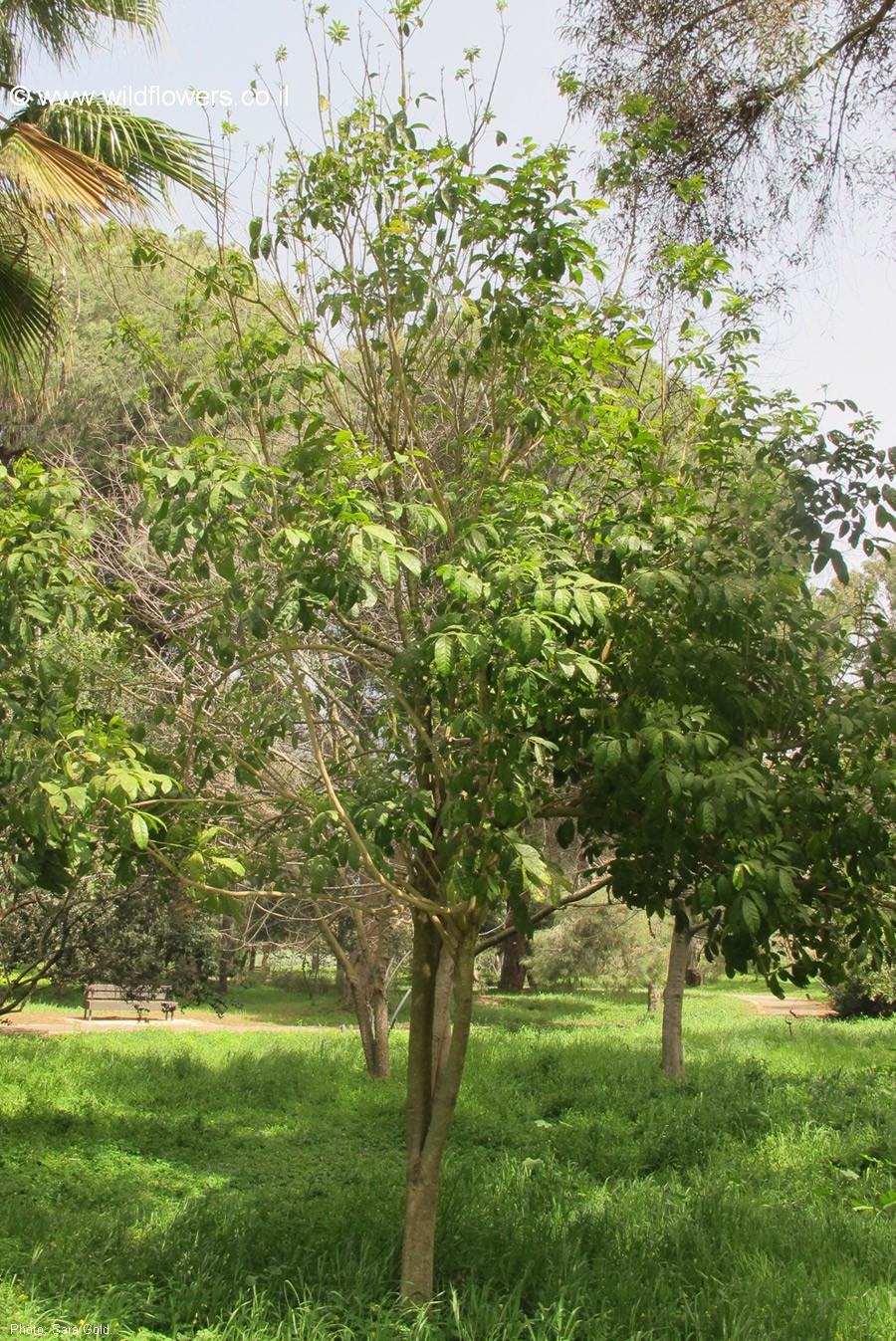 Harpullia arborea