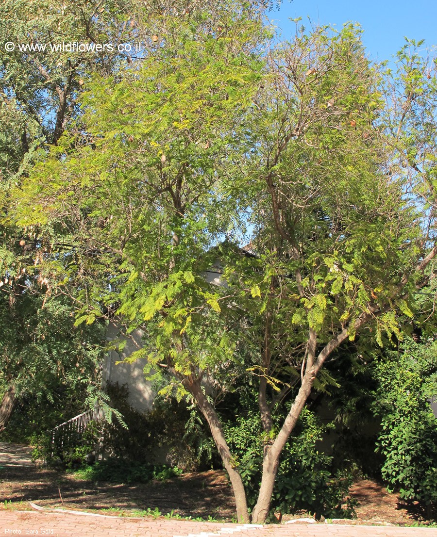 Jacaranda mimosifolia