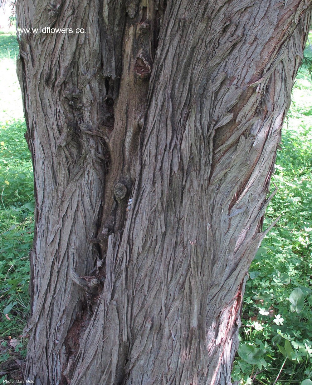 Juniperus procera