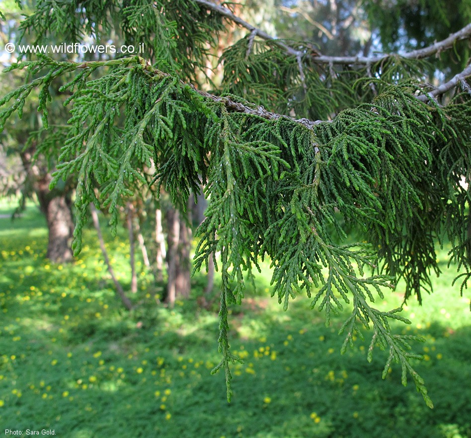 Juniperus procera