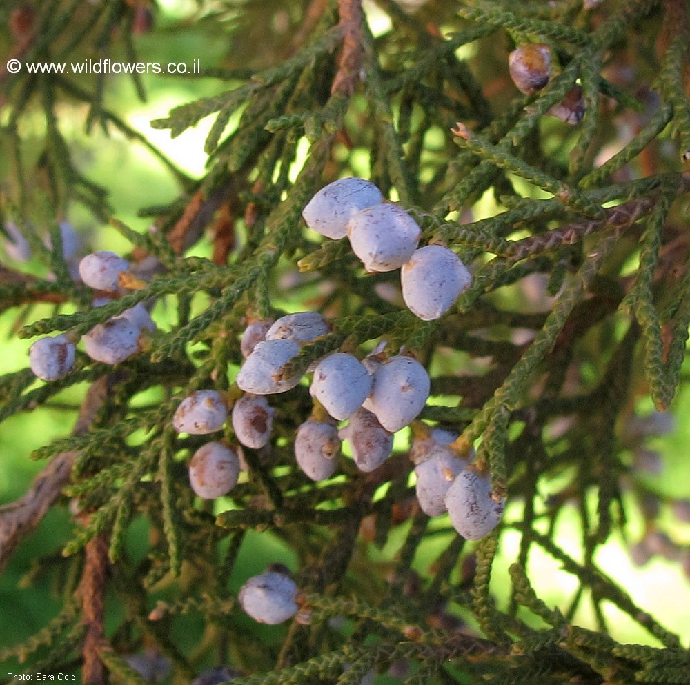 Juniperus virginiana