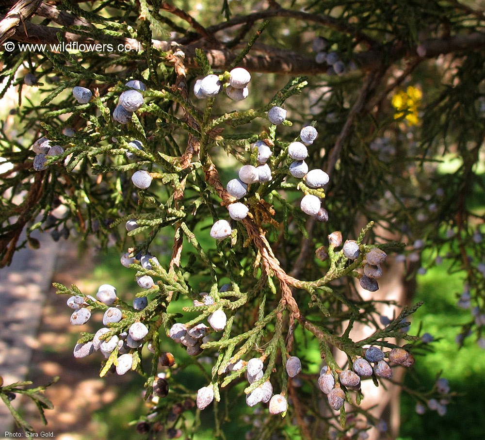Juniperus virginiana