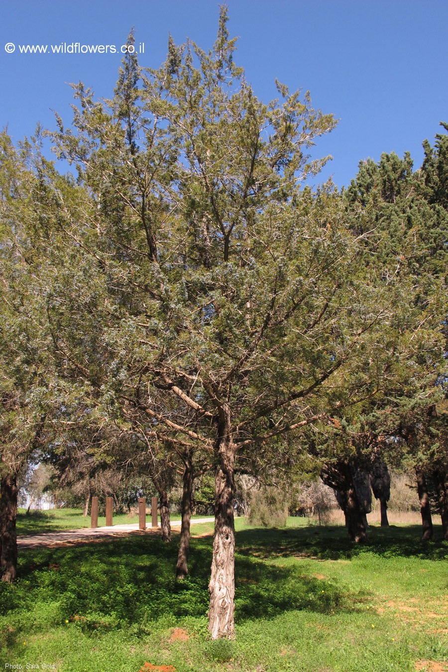 Juniperus virginiana