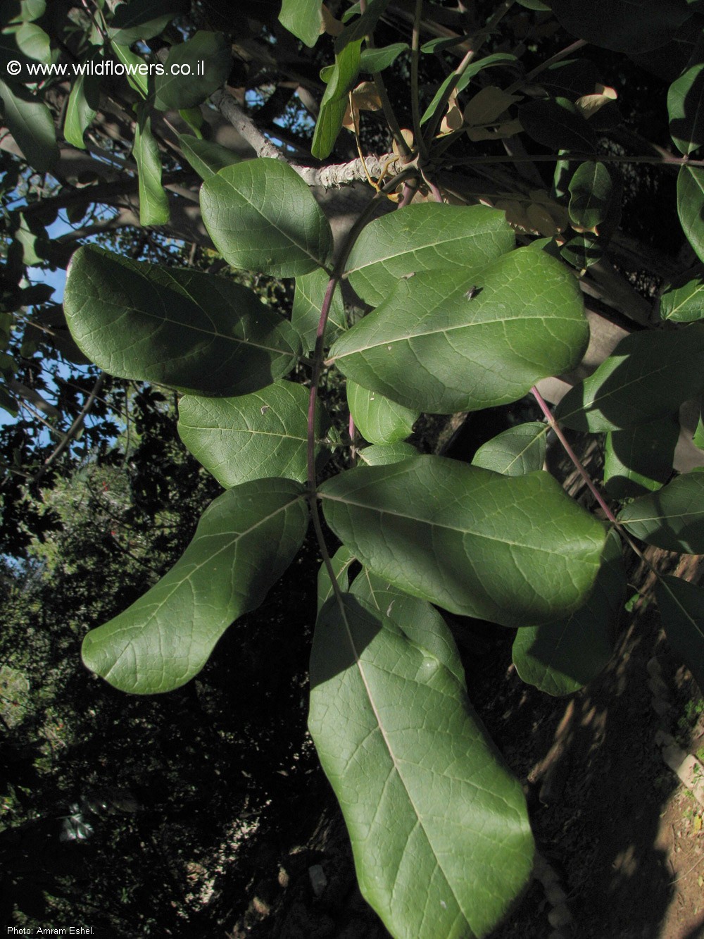 Kigelia africana