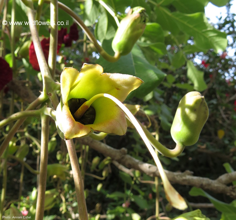 Kigelia africana